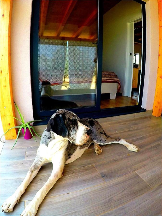 Nature Home Eco-friendly Pet-friendly Fažana Eksteriør billede